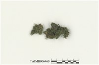 藏品(八齒碎米苔)的圖片